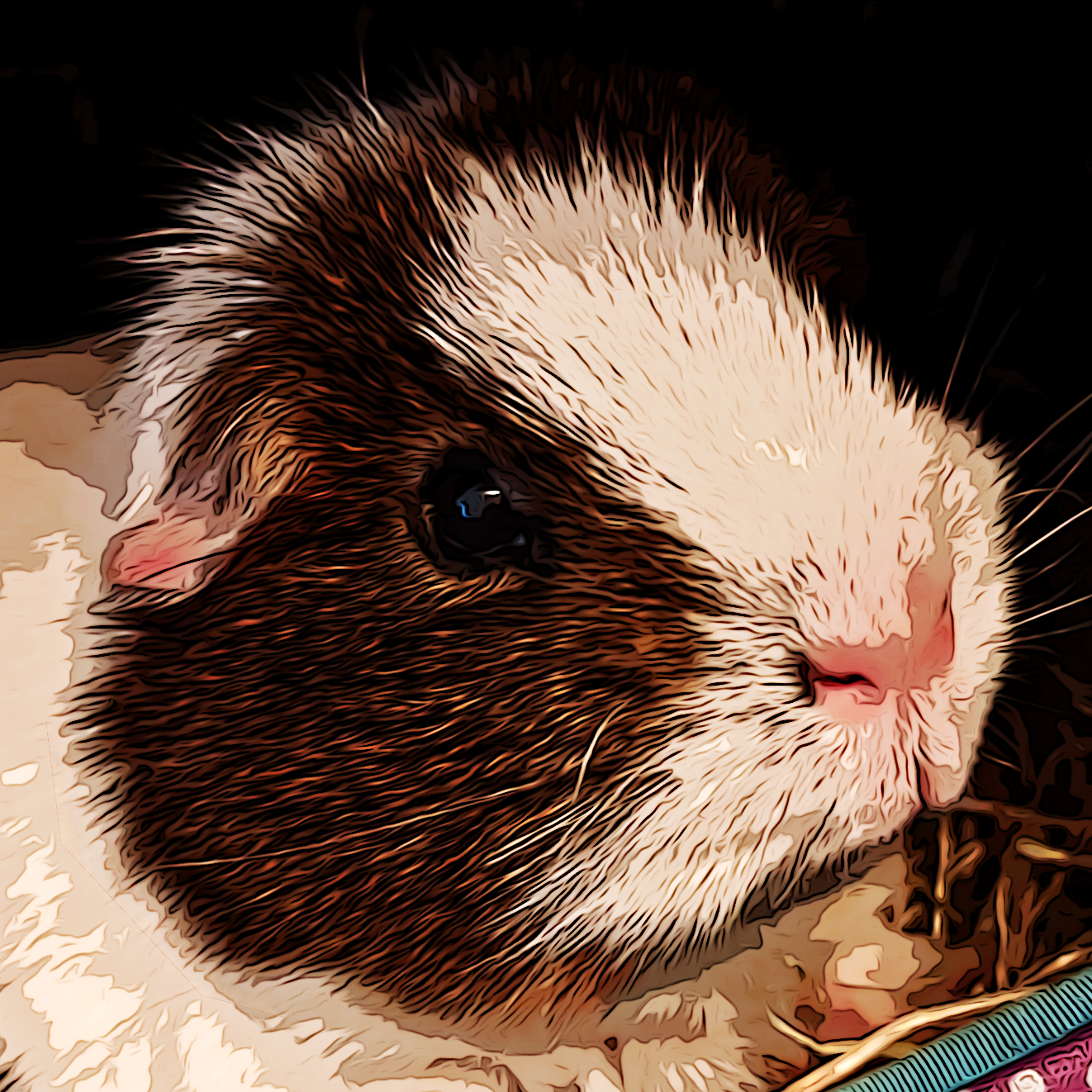 Guinea Pig